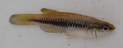 Katanga lampeye (Lacustricola katangae) — Poeciliidae — 4