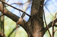 Aegithalos glaucogularis