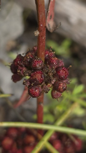 Jerry-Jerry (Ammannia multiflora)