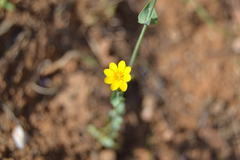 Blackstonia perfoliata