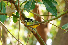 Periparus venustulus