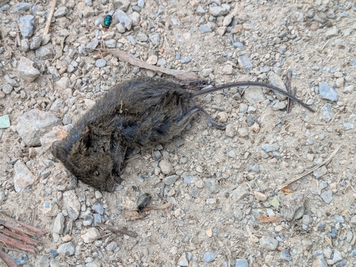 Soft Grass Mouse