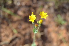 Blackstonia perfoliata