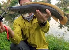 Channa aurolineata