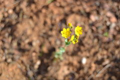 Blackstonia perfoliata