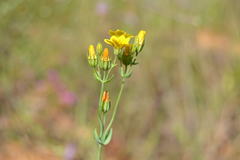 Blackstonia perfoliata