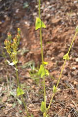 Blackstonia perfoliata