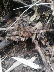 Phrixotrichus vulpinus