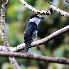 Notharchus hyperrhynchus image