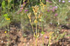 Blackstonia perfoliata