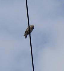 Streptopelia orientalis