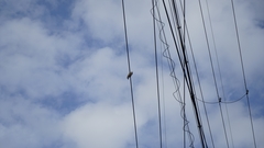 Streptopelia orientalis