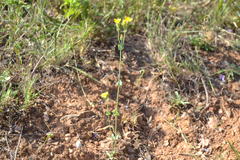 Blackstonia perfoliata