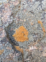 Ionaspis lacustris