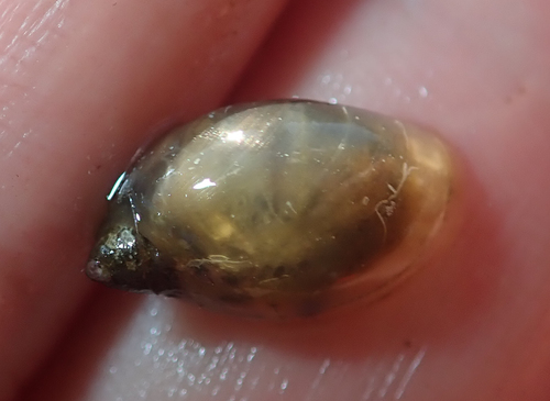 Radix natalensis observed 2019-07-06