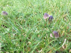 Fungi
