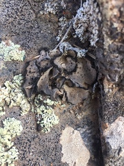 Umbilicaria virginis