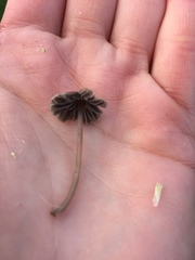Fungi