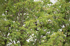 Cercopithecus ascanius schmidti