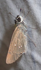 Torbenlarsenia gemella