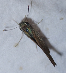 Torbenlarsenia gemella