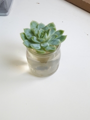 Echeveria elegans