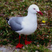 Red-billed Gull - Photo (c) Charles Lam, some rights reserved (CC BY-SA)