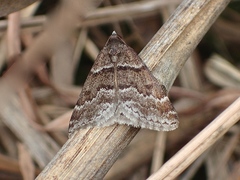 Dichromodes ainaria