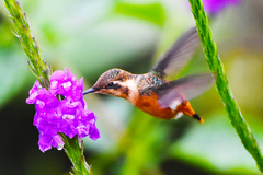 Chaetocercus heliodor