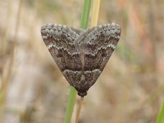 Dichromodes ainaria