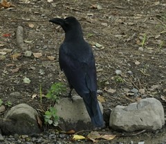 Corvus macrorhynchos