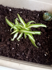 Chlorophytum comosum