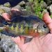 Redhead Cichlid - Photo (c) pmk00001, some rights reserved (CC BY-NC), uploaded by pmk00001