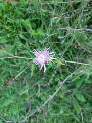 Centaurea nigrescens
