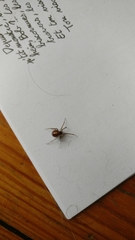 Steatoda triangulosa