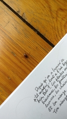 Steatoda triangulosa