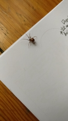 Steatoda triangulosa