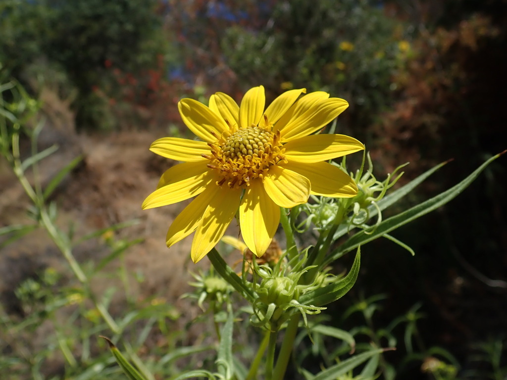 Helianthus californicus; photograph author not stated, no rights reserved