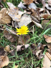 Scorzoneroides autumnalis