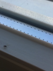 Diptera