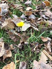 Scorzoneroides autumnalis