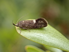 Leistomorpha brontoscopa