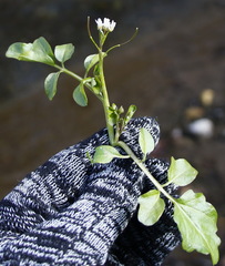 Cardamine scutata