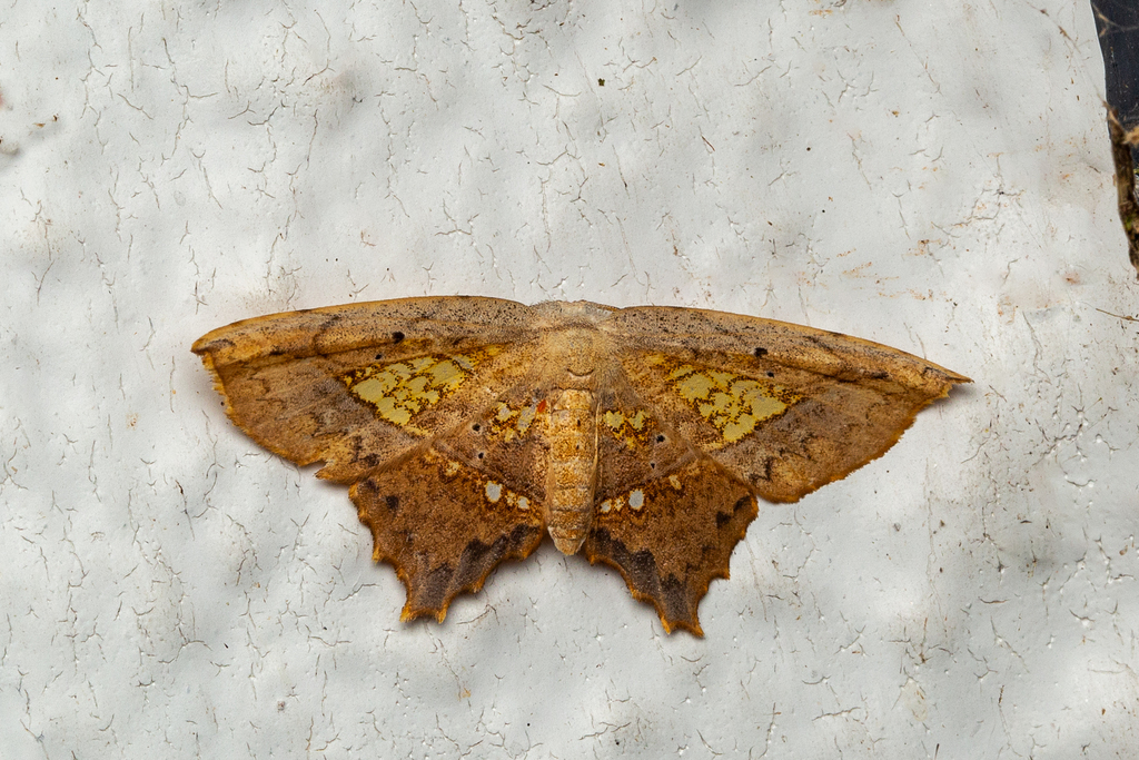 Streptoperas crenelata