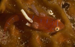 Cochleoceps orientalis