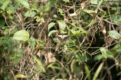 Papilio phorcas congoanus
