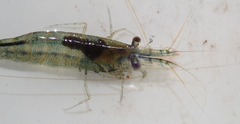 Caridina