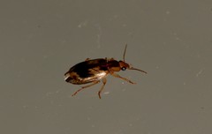 Sarothrocrepis elegans