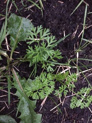 Tracheophyta