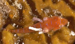 Cochleoceps orientalis